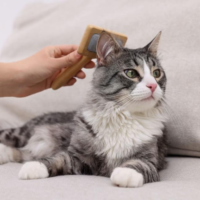 Canyon View Grooming
