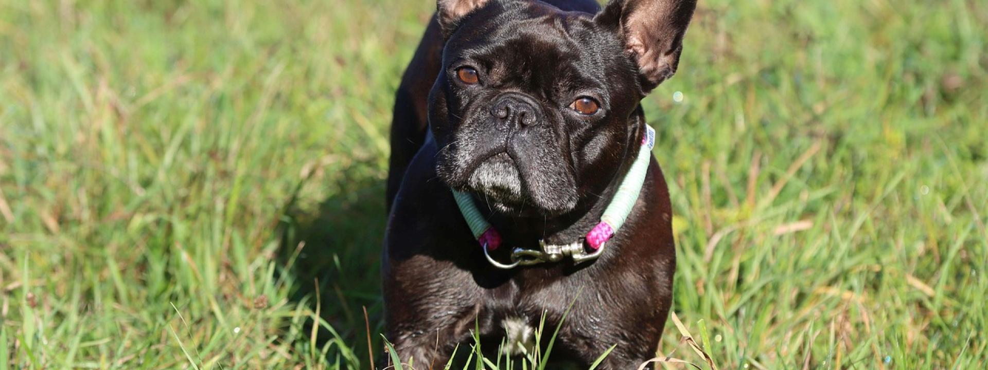 French Bulldog 