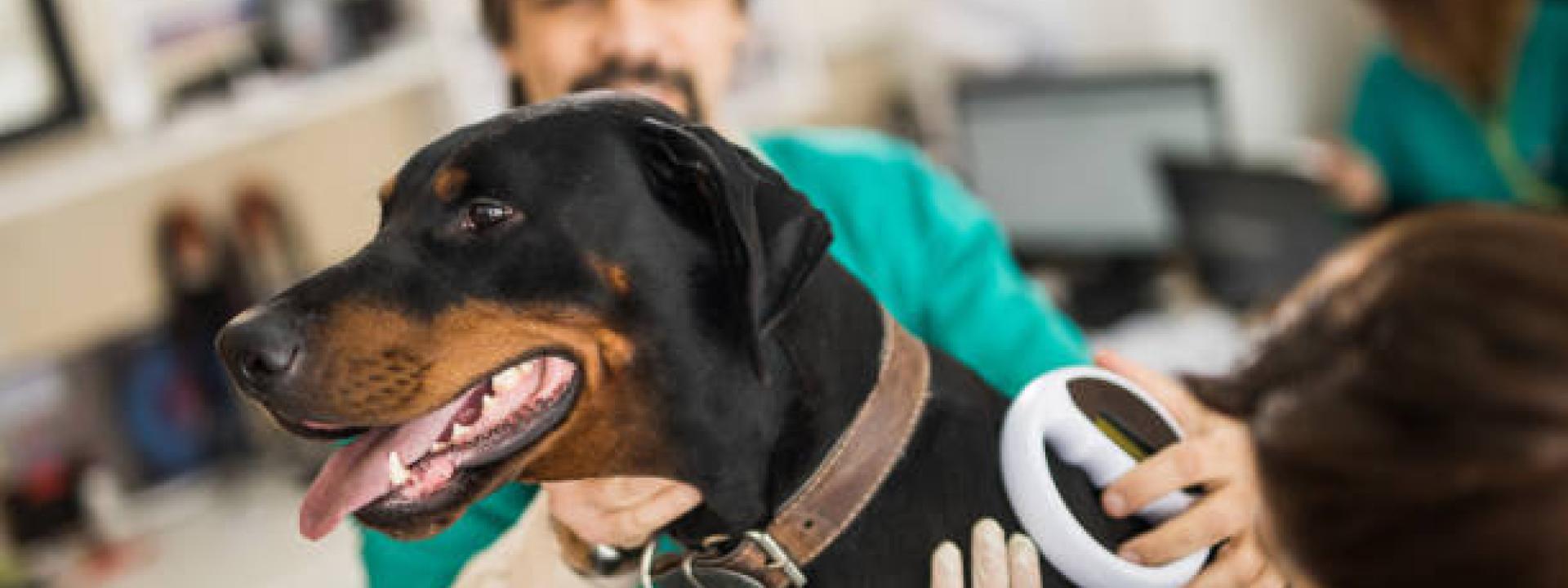 dog microchip