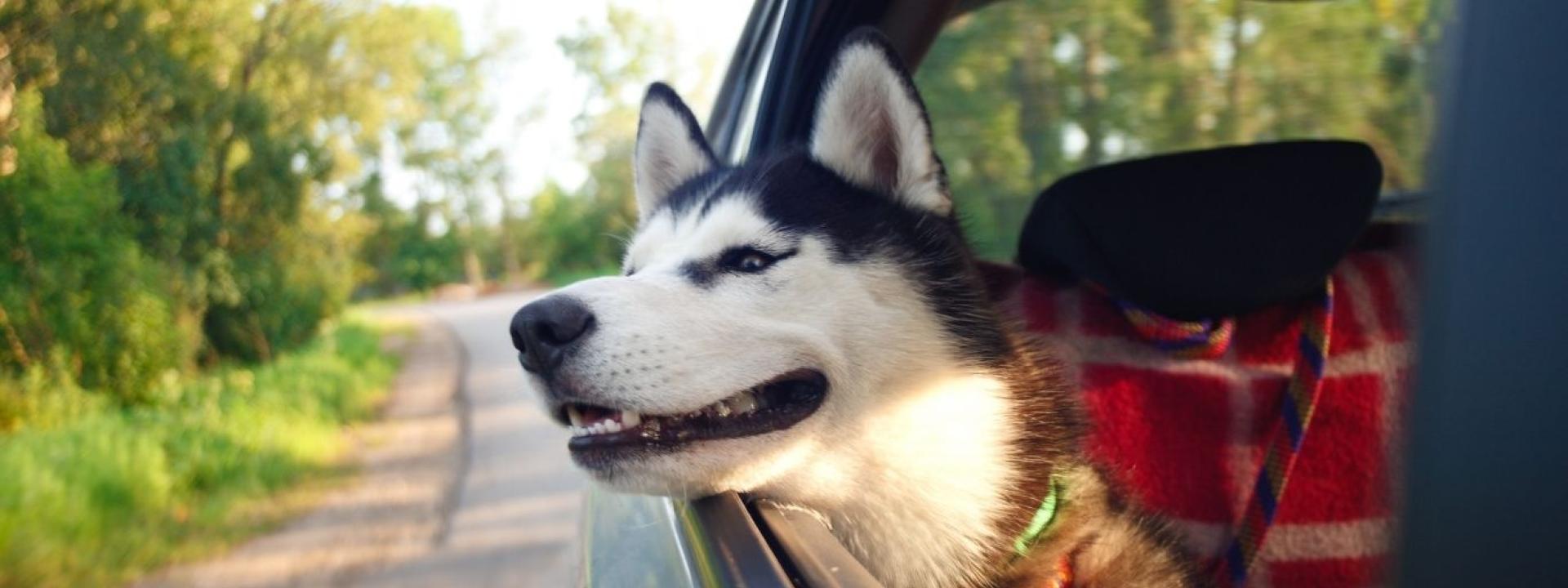 husky