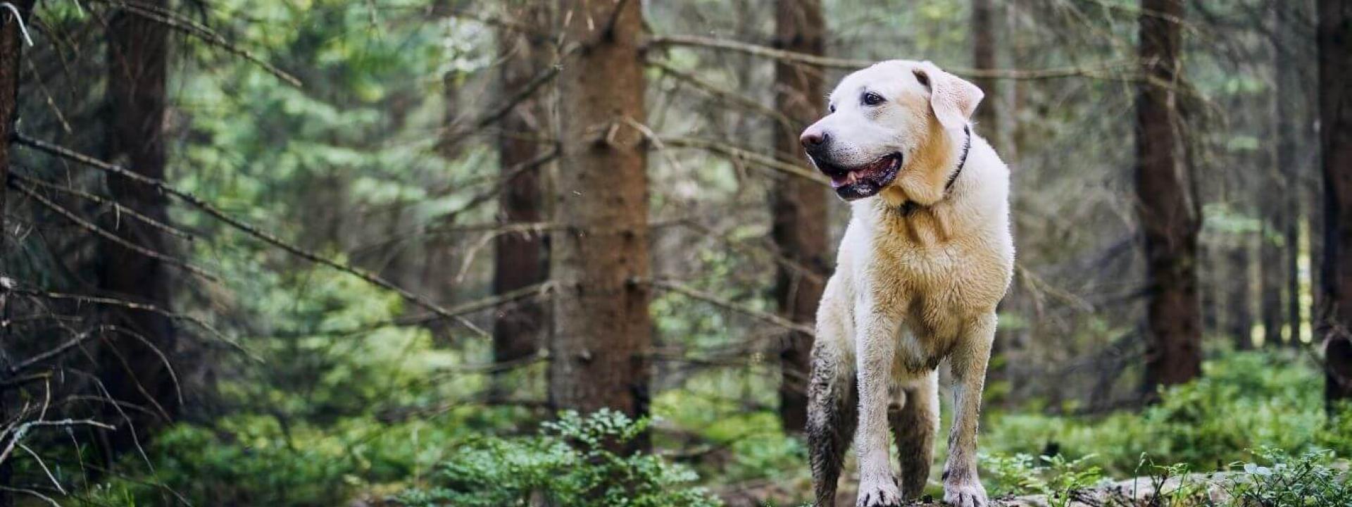 Dog outside 