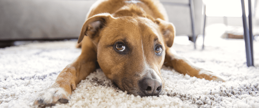 Shepherd mix puppy dog makes funny face lying on shag rug carpet at home